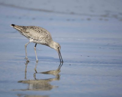 Willet-041410-LaJolla, CA-#0308.jpg