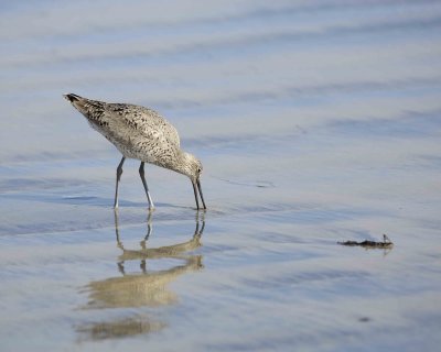 Willet-041410-LaJolla, CA-#0336.jpg