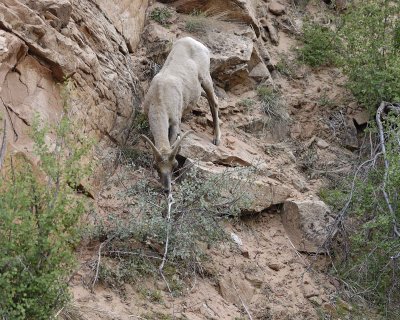 Sheep, Desert Bighorn-050110-Zion Natl Park, UT-#0340.jpg