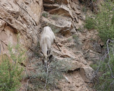 Sheep, Desert Bighorn-050110-Zion Natl Park, UT-#0341.jpg