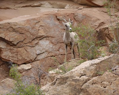 Sheep, Desert Bighorn-050110-Zion Natl Park, UT-#0539.jpg