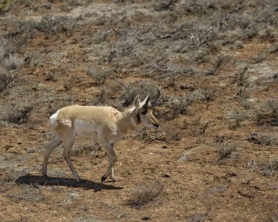 Antelope, Pronghorn-050210-Bryce Canyon Natl Park, UT-#0486.jpg