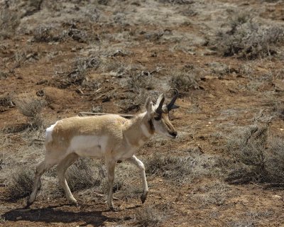 Antelope, Pronghorn-050210-Bryce Canyon Natl Park, UT-#0496.jpg