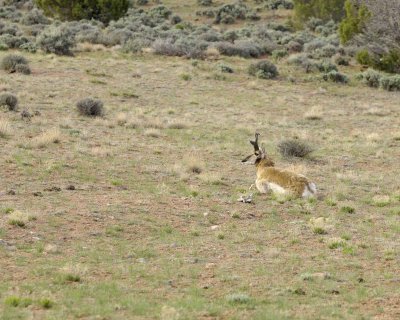 Antelope, Pronghorn-050610-Needles Overlook Rd, Canyonlands Natl Park, UT-#0063.jpg