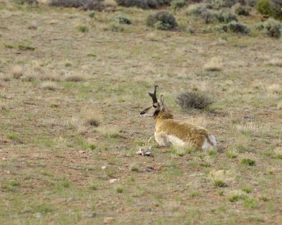 Antelope, Pronghorn-050610-Needles Overlook Rd, Canyonlands Natl Park, UT-#0064.jpg