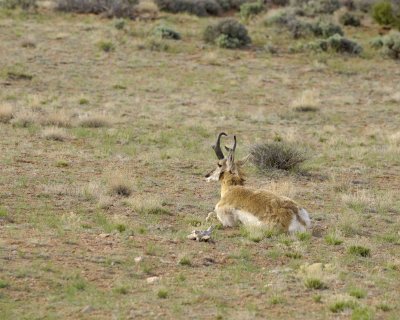 Antelope, Pronghorn-050610-Needles Overlook Rd, Canyonlands Natl Park, UT-#0066.jpg