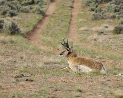Antelope, Pronghorn-050610-Needles Overlook Rd, Canyonlands Natl Park, UT-#0072.jpg