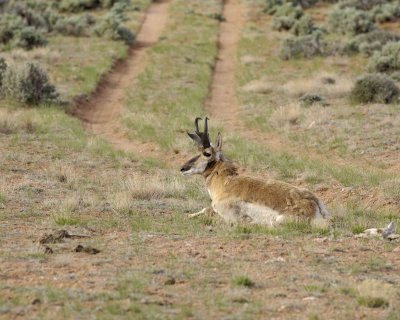 Antelope, Pronghorn-050610-Needles Overlook Rd, Canyonlands Natl Park, UT-#0076.jpg