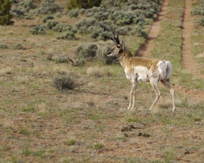 Antelope, Pronghorn-050610-Needles Overlook Rd, Canyonlands Natl Park, UT-#0078.jpg