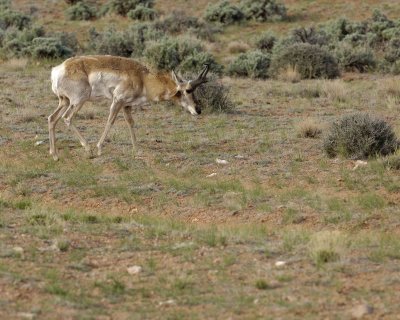 Antelope, Pronghorn-050610-Needles Overlook Rd, Canyonlands Natl Park, UT-#0084.jpg