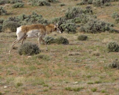 Antelope, Pronghorn-050610-Needles Overlook Rd, Canyonlands Natl Park, UT-#0087.jpg
