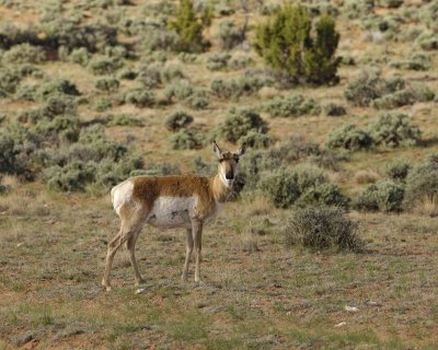 Antelope, Pronghorn-050610-Needles Overlook Rd, Canyonlands Natl Park, UT-#0102.jpg