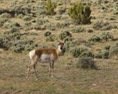 Antelope, Pronghorn-050610-Needles Overlook Rd, Canyonlands Natl Park, UT-#0104.jpg
