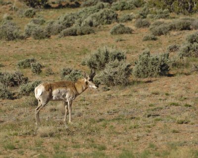 Antelope, Pronghorn-050610-Needles Overlook Rd, Canyonlands Natl Park, UT-#0120.jpg