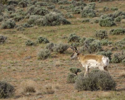 Antelope, Pronghorn-050610-Needles Overlook Rd, Canyonlands Natl Park, UT-#0129.jpg