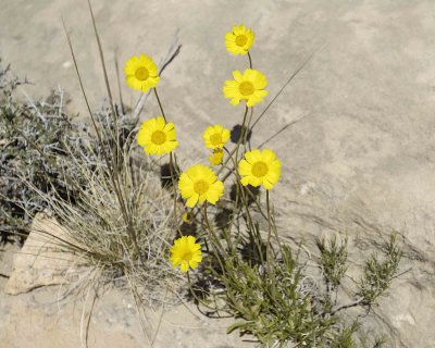Flowers-050610-Canyonlands Natl Park, UT-#0352.jpg