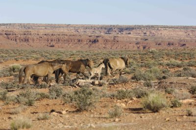 Range Horses-050710-Navajo Nation Reservation, AZ-#0412.jpg