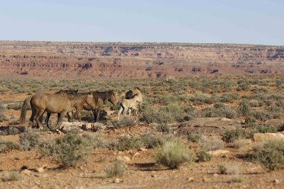 Range Horses-050710-Navajo Nation Reservation, AZ-#0413.jpg