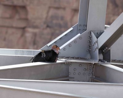 Condor, California-050810-Navajo Bridge, Marble Canyon, AZ-#0284.jpg