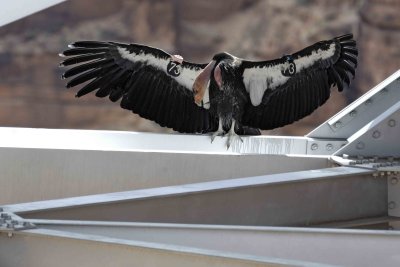 Condor, California-050810-Navajo Bridge, Marble Canyon, AZ-#0342.jpg