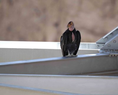 Condor, California-050810-Navajo Bridge, Marble Canyon, AZ-#0537.jpg