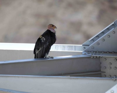 Condor, California-050810-Navajo Bridge, Marble Canyon, AZ-#0560.jpg