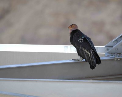 Condor, California-050810-Navajo Bridge, Marble Canyon, AZ-#0601.jpg