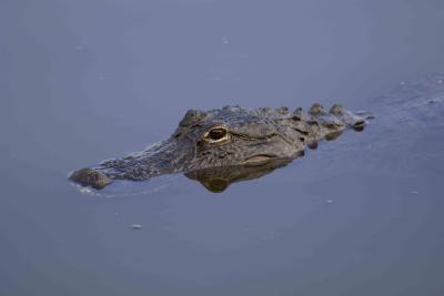 Alligator-031205-Everglades Natl Park, Anhinga Trail-0004.jpg