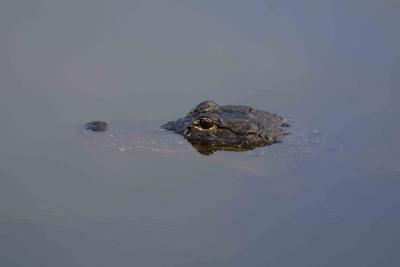 Alligator-031205-Everglades Natl Park, Anhinga Trail-0009.jpg