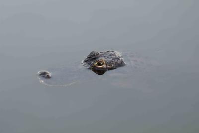 Alligator-031305-Everglades Natl Park, Anhinga Trail-0002.jpg