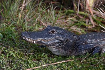 Alligator-031405-Everglades Natl Park, Anhinga Trail-0145.jpg