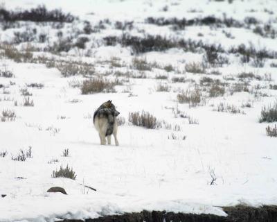 Gray Wolf Interloper running from Specimen Ridge Pack-021905-YNP-Lamar Valley-0336.jpg