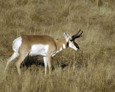 Antelope, Pronghorn-101405-Lamar Valley NYP-0015.jpg