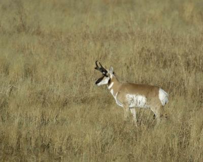 Antelope, Pronghorn-101405-Lamar Valley NYP-0019.jpg