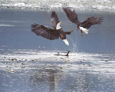 Bald, Eagle Fighting over Salmon-110503-Chilkat River, Haines, AK-R25-18A.jpg