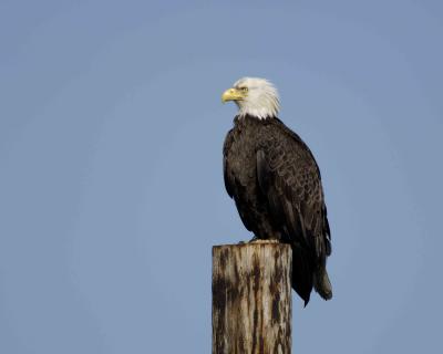 Eagle, Bald-070905-Homer, AK Spit-0296.jpg