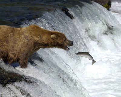 Bear, Brown Boar, open mouth to Salmon-071405-Brooks Falls, Katmai NP-0375.jpg