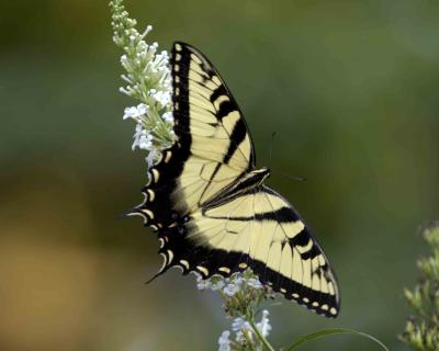 Gallery of Tiger Swallowtail Butterfly