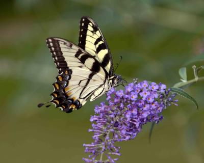 Butterfly, Tiger Swallowtail-082805-Oakton, VA-0094.jpg