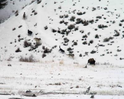 Gray Wolves, Slough Creek Pack attacking Bison-022205-YNP-Lamar Valley-0184.jpg