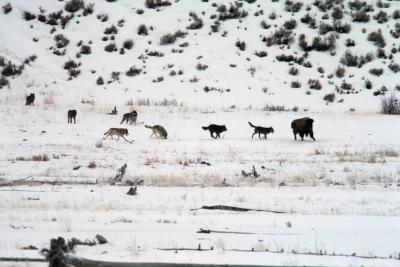 Gray Wolves, Slough Creek Pack attacking Bison-022205-YNP-Lamar Valley-0191.jpg