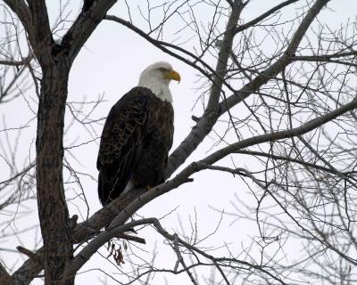 Eagle, Bald-011505-Klamath Basin NWR, Lower Klamath Refuge-0299.jpg
