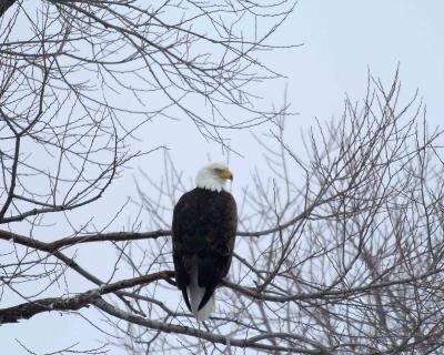 Eagle, Bald-011505-Klamath Basin NWR, Lower Klamath Refuge-0364.jpg