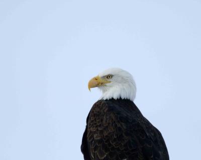 Eagle, Bald-011505-Klamath Basin NWR, Tule Lake Refuge-0135.jpg