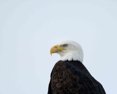Eagle, Bald-011505-Klamath Basin NWR, Tule Lake Refuge-0141.jpg