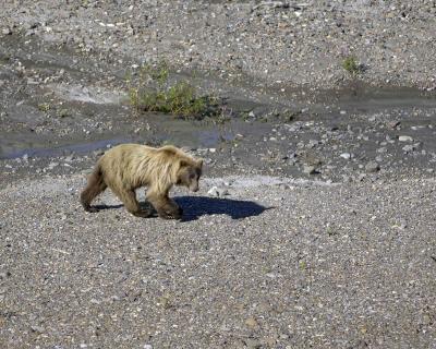 Bear, Grizzly-072205-Teklanika River, Denali Park Road, Denali NP-0226.jpg