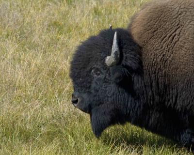 Bison, Bull-080904-Hayden Valley, Yellowstone Natl Park-0069.jpg