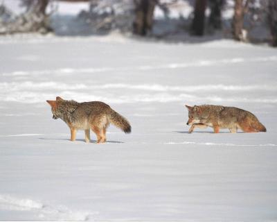 Coyote, Pair in Snow-011304-Yellowstone, Elk Meadows-R3-29A.jpg