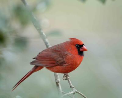Gallery of Northern Cardinal