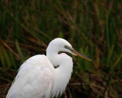 Gallery of Great Egret